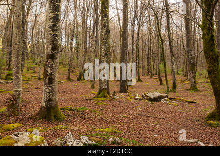 Il faggio senza foglie nel Parco del Monte Santiago accanto al Nervion River Jump. Castilla y León Foto Stock