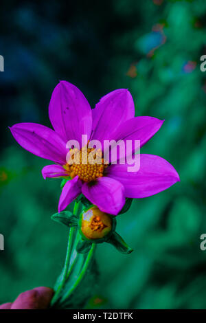 Flor de primavera de los ríos de cajola xela, Flor de estrellas de puntas con petalos e crece hermosos los los lodos colores rosados e amarillos Foto Stock