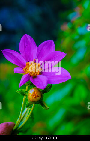 Flor de primavera de los ríos de cajola xela, Flor de estrellas de puntas con petalos e crece hermosos los los lodos colores rosados e amarillos Foto Stock