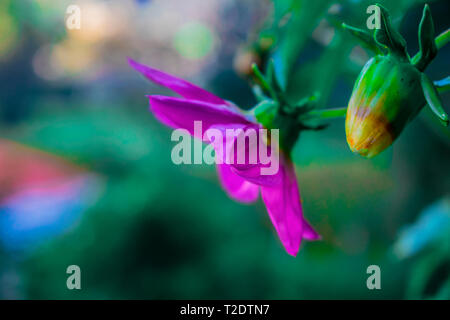 Flor de primavera de los ríos de cajola xela, Flor de estrellas de puntas con petalos e crece hermosos los los lodos colores rosados e amarillos Foto Stock