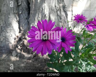 Flor de primavera de los ríos de cajola xela, Flor de estrellas de puntas con petalos e crece hermosos los los lodos colores rosados e amarillos Foto Stock