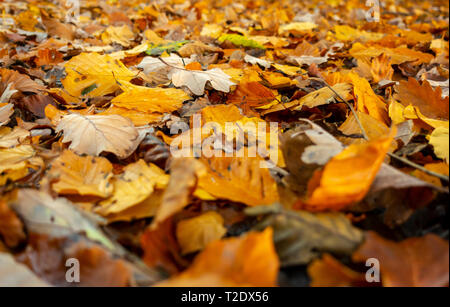 Il Giallo oro lascia giacente a terra in autunno Foto Stock