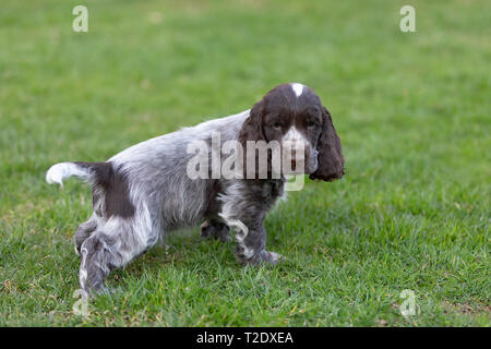 Giovane inglese Cocker Spaniel cucciolo, all'esterno sul prato verde. Il pane chiamato blue cocker spaniel. Foto Stock