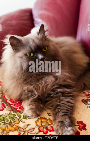 Un simpatico persiano colorpoint gatto Fluffy chiamato miele Foto Stock