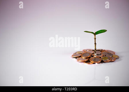 Pianta verde sulle monete che mostra la crescita finanziaria su sfondo bianco Foto Stock