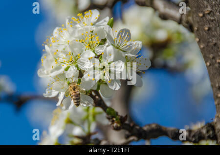 Il miele delle api impollinazione - miele delle api su un fiore Foto Stock