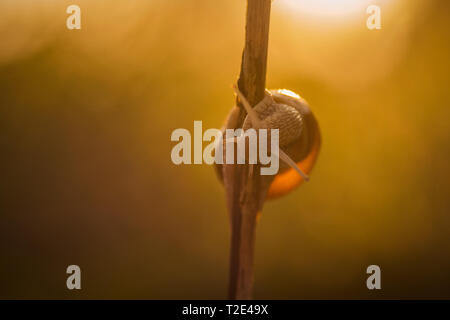 Close up macro shot con una lumaca su un piccolo ramoscello nel caldo oro. La luce del mattino al sorgere del sole e a sfocare lo sfondo bookeh Foto Stock