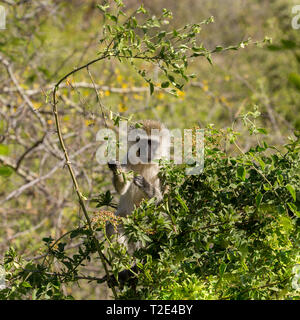 Un singolo adulto Vervet monkey seduta di sottobosco, alimentando sui tralci,Lewa deserto,Lewa Conservancy, Kenya, Africa Foto Stock