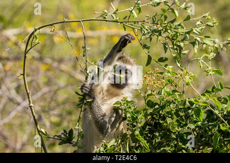 Un singolo adulto Vervet monkey di sottobosco, raggiungendo ed alimentare sui tralci,Lewa deserto,Lewa Conservancy, Kenya, Africa Foto Stock