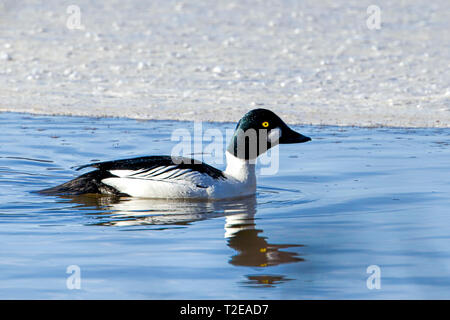 Un comune goldeneye nuotate nel Lago di Hauser nel tardo inverno in Idaho settentrionale. Foto Stock