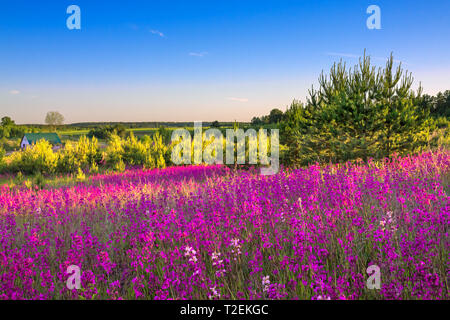 Bellissimo paesaggio di primavera con la fioritura dei fiori in prato e sunrise. vista di un campo di fioritura viola con fiori selvatici Foto Stock