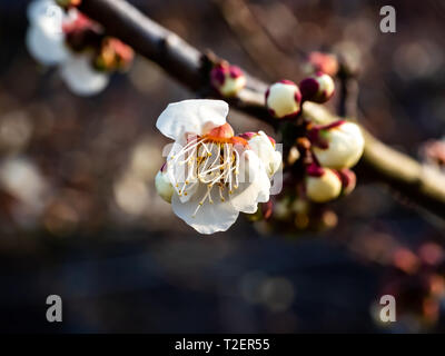 Fiori di susina aperto su un giapponese susino verso la fine di febbraio. Questi bellissimi fiori poco segnale l arrivo della primavera. Foto Stock