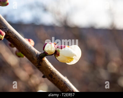 Fiori di susina aperto su un giapponese susino verso la fine di febbraio. Questi bellissimi fiori poco segnale l arrivo della primavera. Foto Stock