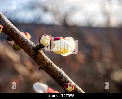 Fiori di susina aperto su un giapponese susino verso la fine di febbraio. Questi bellissimi fiori poco segnale l arrivo della primavera. Foto Stock