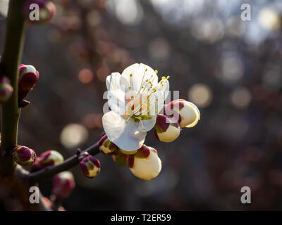 Fiori di susina aperto su un giapponese susino verso la fine di febbraio. Questi bellissimi fiori poco segnale l arrivo della primavera. Foto Stock