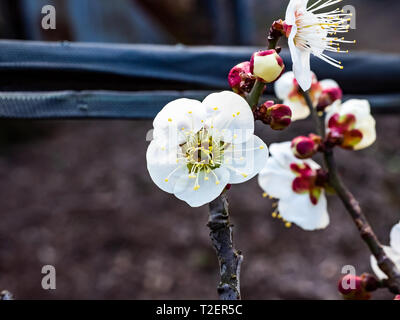 Fiori di susina aperto su un giapponese susino verso la fine di febbraio. Questi bellissimi fiori poco segnale l arrivo della primavera. Foto Stock