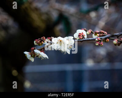 Fiori di susina aperto su un giapponese susino verso la fine di febbraio. Questi bellissimi fiori poco segnale l arrivo della primavera. Foto Stock