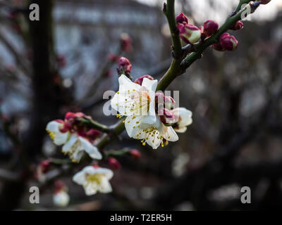 Fiori di susina aperto su un giapponese susino verso la fine di febbraio. Questi bellissimi fiori poco segnale l arrivo della primavera. Foto Stock