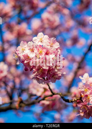Inizio sakura fiori di ciliegio in piena fioritura. In Giappone, questi piccoli fiori di colore rosa herald l'inizio della primavera. Foto Stock