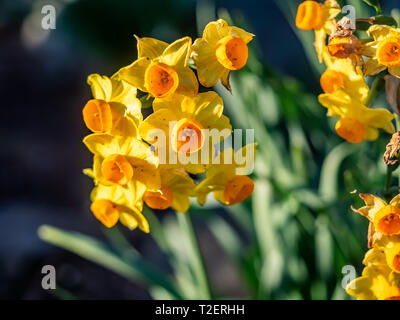 Un cluster di grandi dimensioni di piccole arancione fioriscono Narcisi accanto a un fiume a Yokohama, Giappone. Foto Stock