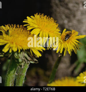 Bee impollinatori tarassaco Foto Stock