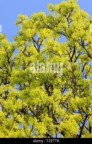 Norvegia acero Spitzahorn, Spitzblättriger Ahorn, Spitz-Ahorn, korai juhar, platánlevelu juhar, Acer platanoides Foto Stock