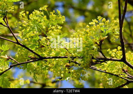 Norvegia acero Spitzahorn, Spitzblättriger Ahorn, Spitz-Ahorn, korai juhar, platánlevelu juhar, Acer platanoides Foto Stock