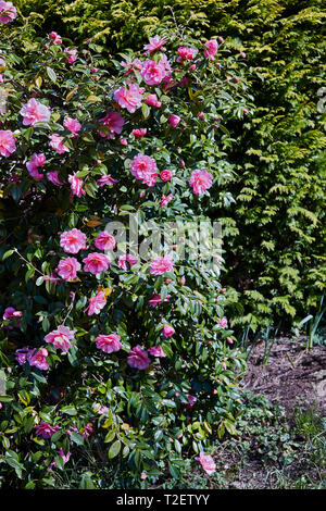 Una Camelia bush in piena fioritura in primavera. Foto Stock