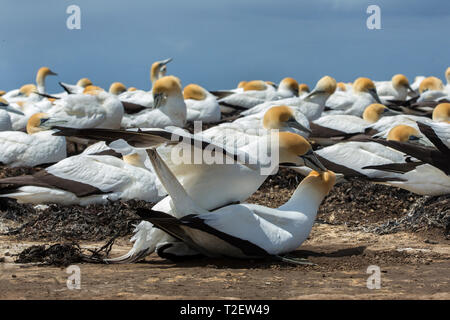 Coniugata coppia di Australasian sule (Morus serrator) a colonia di allevamento a Cape rapitori, Hawke's Bay, Isola del nord, Nuova Zelanda Foto Stock