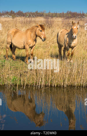 Wild Konik pony sulle rive di Burwell lode per via navigabile su Wicken Fen riserva naturale, Cambridgeshire; Inghilterra; Regno Unito Foto Stock
