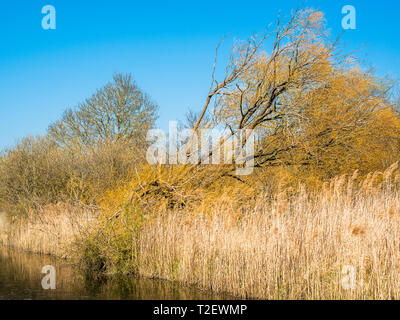 Burwell lode per via navigabile su Wicken Fen riserva naturale, Cambridgeshire; Inghilterra; Regno Unito Foto Stock