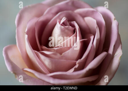 Close up di Amnesia dusky rosa rosa, mostrando pieno fiore con petali Foto Stock