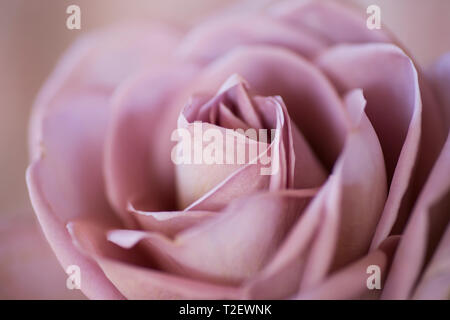 Close up di Amnesia dusky rosa rosa, mostrando pieno fiore con petali Foto Stock