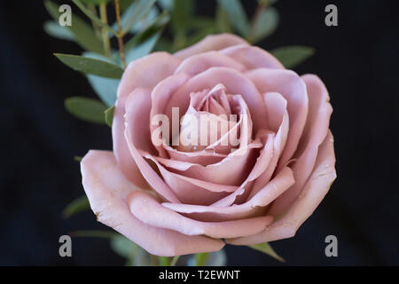 Close up di Amnesia dusky rosa rosa, mostrando pieno fiore con petali Foto Stock