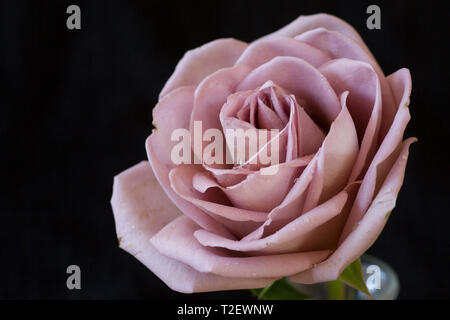 Close up di Amnesia dusky rosa rosa, mostrando pieno fiore con petali Foto Stock