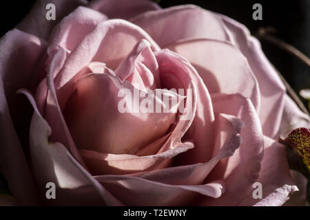 Close up di Amnesia dusky rosa rosa, mostrando pieno fiore con petali Foto Stock