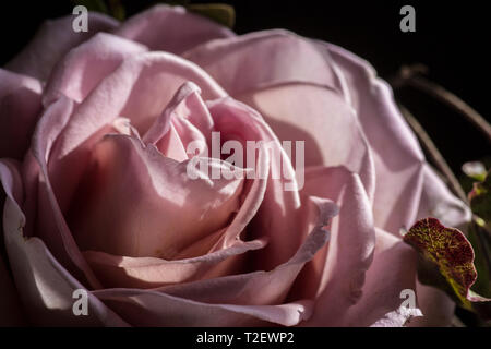 Close up di Amnesia dusky rosa rosa, mostrando pieno fiore con petali Foto Stock