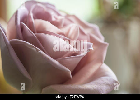 Close up di Amnesia dusky rosa rosa, mostrando pieno fiore con petali Foto Stock
