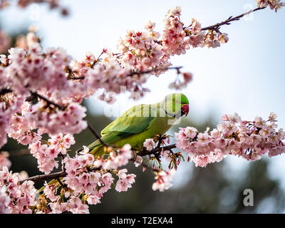 Una rosa di inanellare parrocchetto, Psittacula krameri, mangia giapponese fiori di ciliegio, o sakura, in un albero ciliegio in Izumi no Mori (Izumi Forest Park). Foto Stock