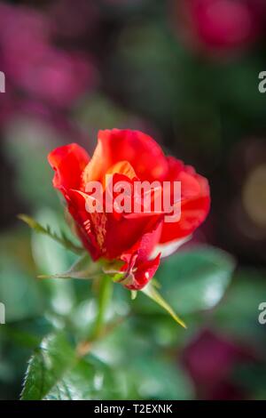 Red Rose (Rosa), International Rose Test Garden, Portland, Oregon, Stati Uniti d'America Foto Stock