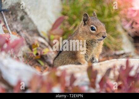 Golden-massa mantled scoiattolo (Callospermophilus lateralis) siede sulla terra, il Parco Nazionale del Monte Rainier, Washington, Stati Uniti d'America Foto Stock