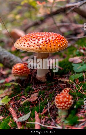 Red Fly agaric (amanita muscaria) sulla foresta di muschio Terreno, il Parco Nazionale del Monte Rainier, Washington, Stati Uniti d'America Foto Stock