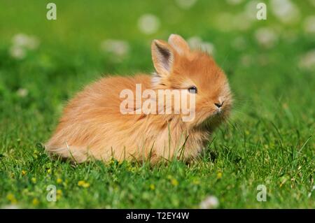 Coniglio nano, rosso, con i capelli lunghi, 5 settimane, seduta in prato, Austria Foto Stock