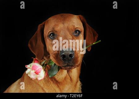 Il Labrador Retriever, giallo, maschio detiene rosa rosa in bocca, animale ritratto, Austria Foto Stock