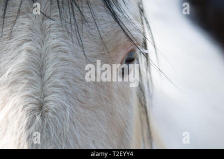 Dettagliate fino in prossimità di un cavallo bianco del volto assunto dalla parte anteriore con il focus sulla sinistra gli occhi blu di cavallo. Efficace lo spazio negativo fornisce utili spazio copia. Foto Stock