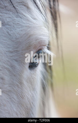 Dettagliato, ritratto, arty close up di un cavallo bianco dell'occhio sinistro preso dalla parte anteriore del cavallo la museruola. Occhio di cavallo in dettaglio illustrante ciglia. Foto Stock