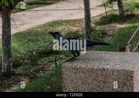 Una casa di Crow (Corvus splendens) in strada di George Town, Penang Foto Stock