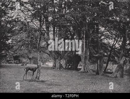 La Foresta di Epping : in legno di faggio, vicino ad alta faggio Foto Stock