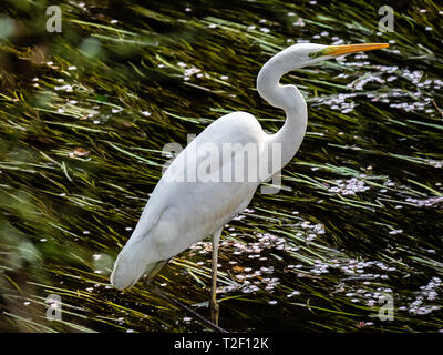 Un giapponese garzetta, Egretta garzetta, o kosagi in giapponese, wades in un fiume di Yamato, Kanagawa, Giappone. Foto Stock