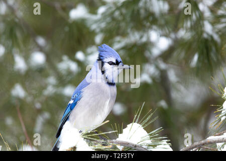 Blue Jay appollaiato in un albero di pino in Wisconsin settentrionale. Foto Stock